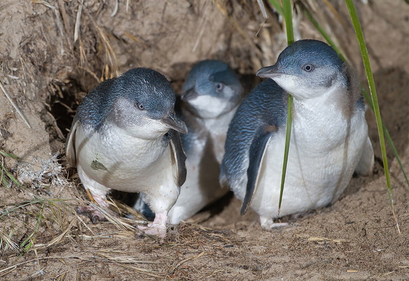 Blue Penguins, New Zealand