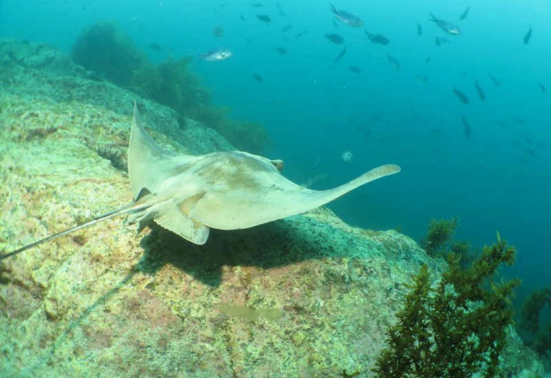 Eagle Ray, Paihia Dive, New Zealand