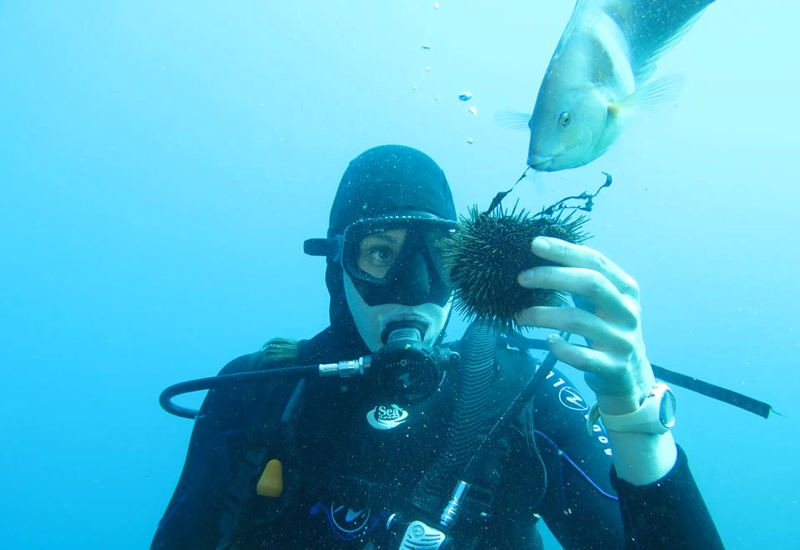 Paihia Dive: Feeding Sea Urchin to Fish, New Zealand