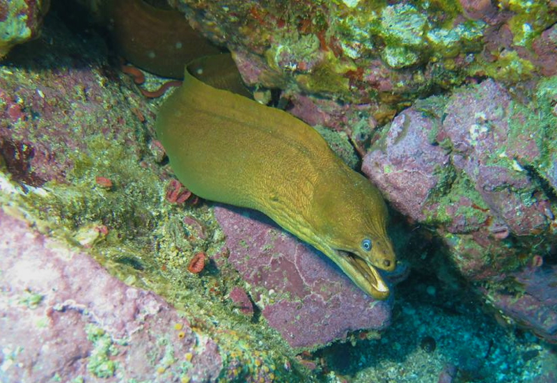 Moray Eel, Paihia Dive, New Zealand