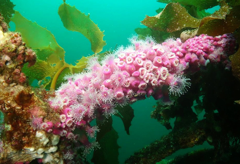 Sea Anemones, Canterbury Wreck, Bay of Islands, New Zealand