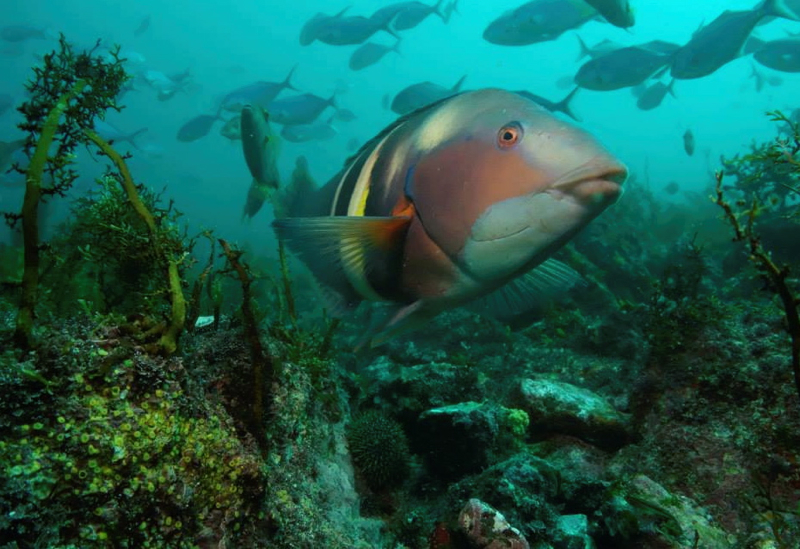 Sandaggers Wrasse, Paihia Dive, New Zealand