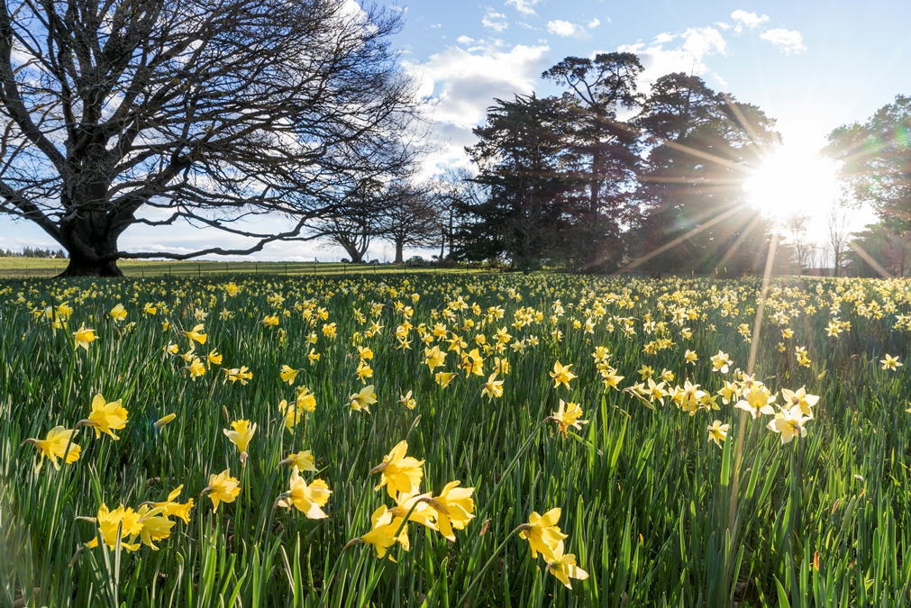 Daffodil Field, Otahuna Lodge Gardens Review