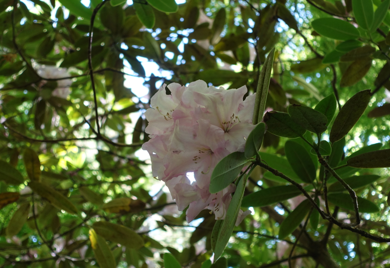 Woodland Tree Blossom, Otahuna Lodge Review