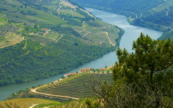 Cotas, Duoro Valley, Portugal