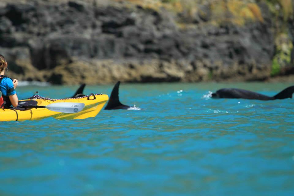 Kayak Alongside Hector's Dolphins in Akaroa