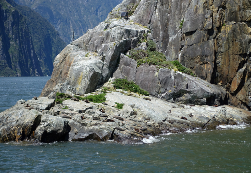 Seals Sunning Themselves, Milford Sound Cruise Review