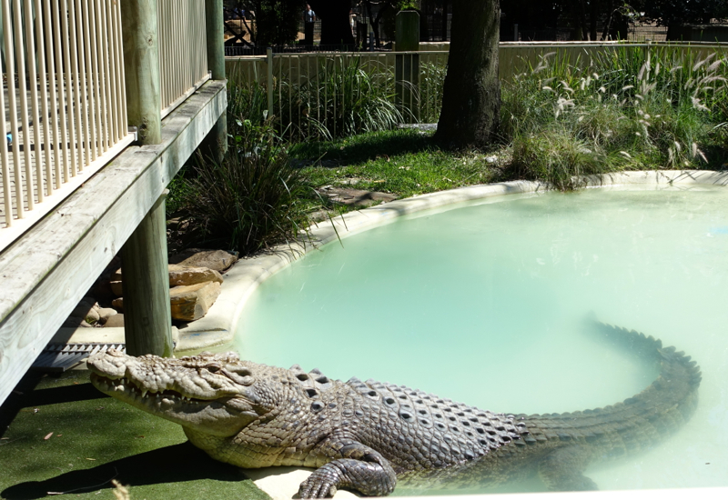 Review: Featherdale Wildlife Park: Crocodile