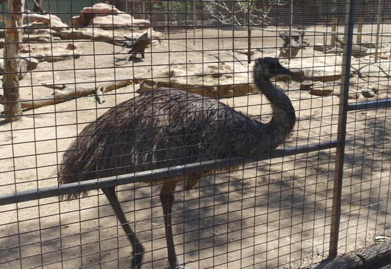 Emu, Featherdale Wildlife Park Review