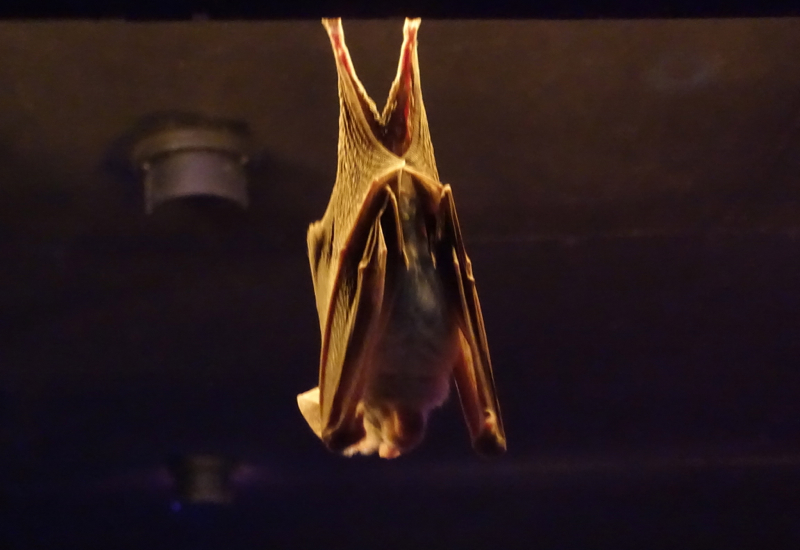 Ghost Bat, Featherdale Wildlife Park Review