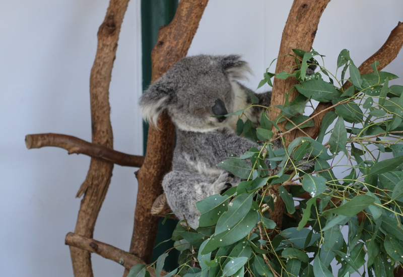 Review: Featherdale Wildlife Park Near Sydney, Australia