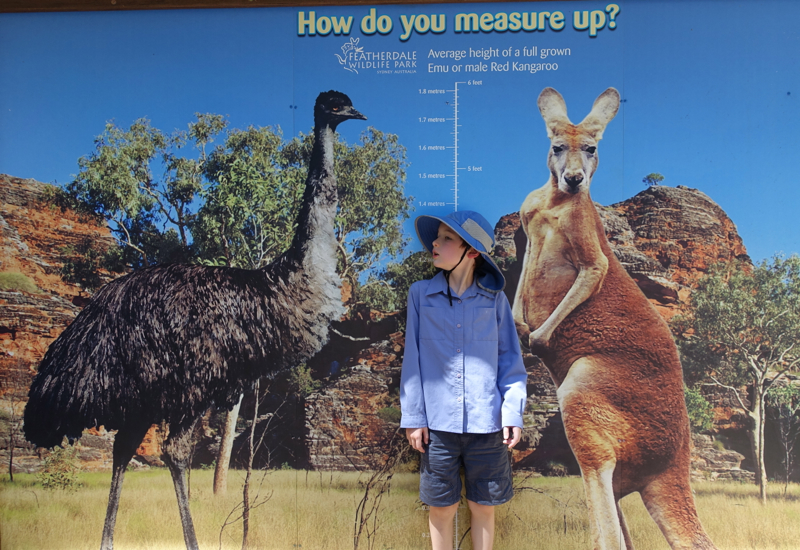 Measuring Up Vs. Kangaroo or Emu, Featherdale Wildlife Park Review