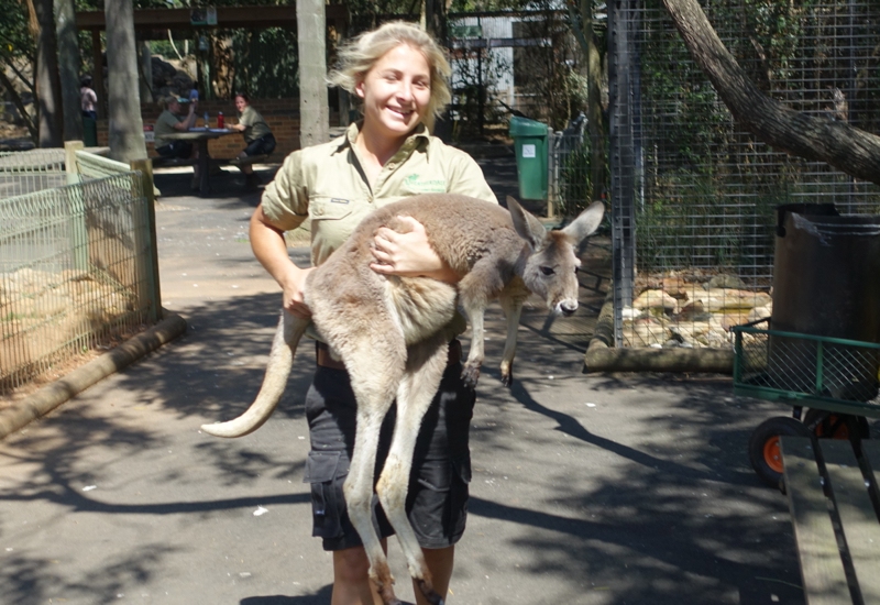 Returning the Escaped Kangaroo, Featherdale Wildlife Park Review