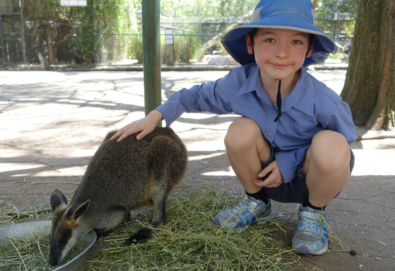 Petting a Wallaby, Featherdale Wildlife Park Review