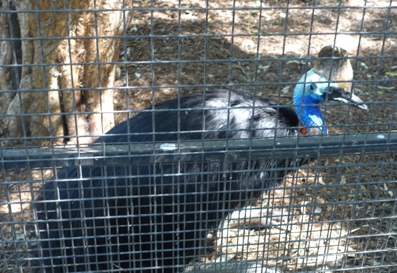 Southern Cassowary, Featherdale Wildlife Park Review