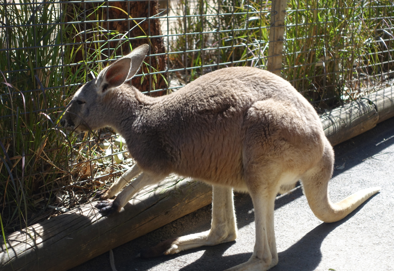 Escaped Kangaroo, Featherdale Wildlife Park Review
