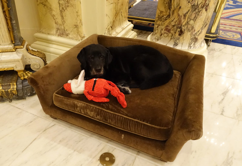 Catie Copley, Canine Ambassador, Fairmont Copley Plaza Review