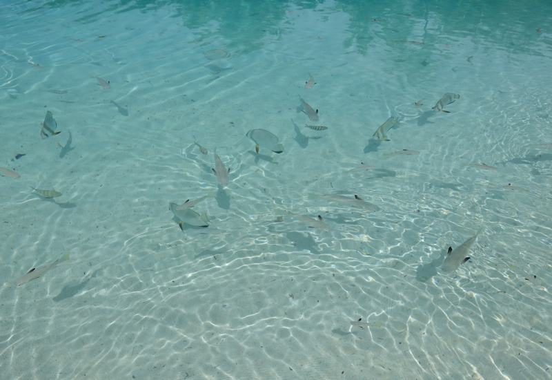 Clear Water and Fish