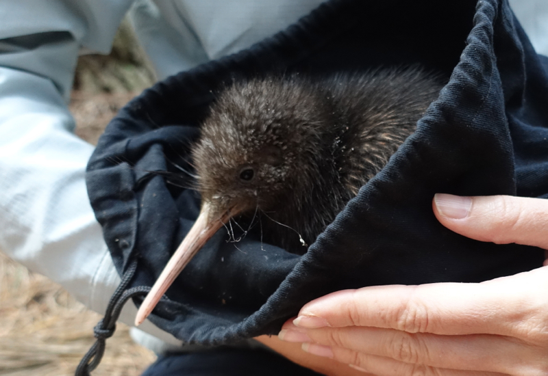 Holding a Baby Kiwi, The Farm at Cape Kidnappers