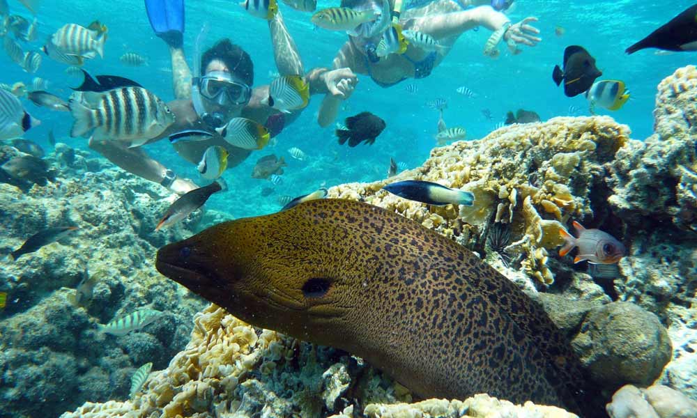 Moray Eel, Bora Bora