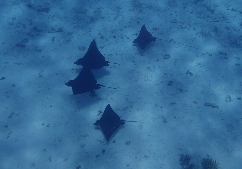 Eagle Rays, Bora Bora Snorkeling Tour with Pure Snorkeling Review