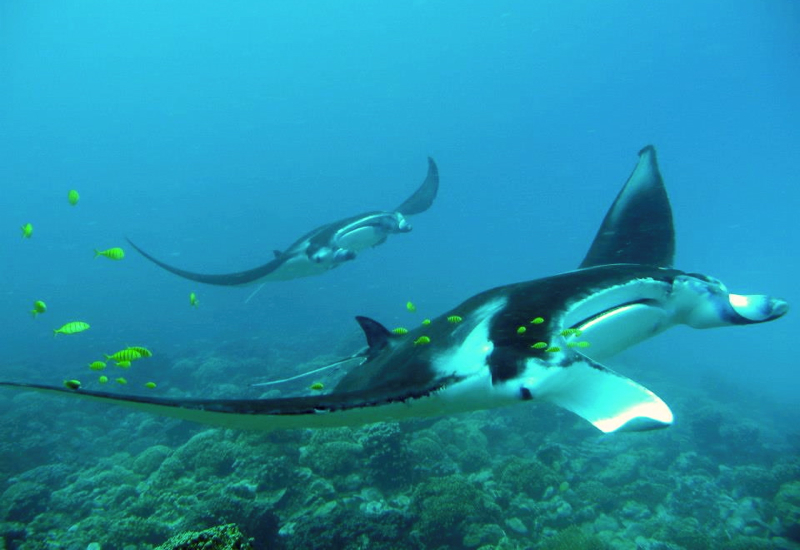 Manta Rays in Bora Bora