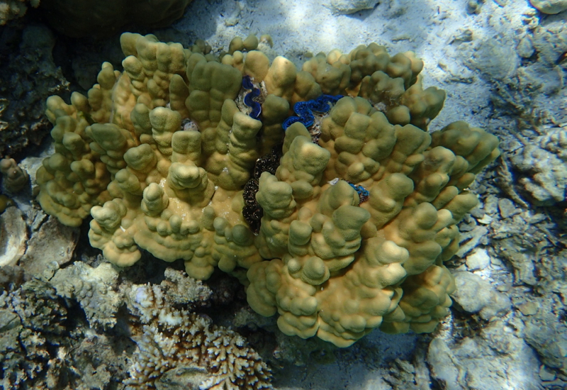 Mini Giant Clams, Coral Garden, Bora Bora