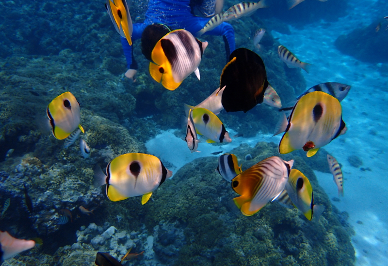 Teardrop Butterfly Fish, Pure Snorkeling Review, Bora Bora