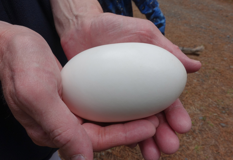 Kiwi Egg: Largest Egg Relative to Body Size of All Birds