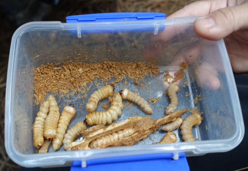 Grubs for Kiwi Chick, Kiwi Discovery Walk, Cape Sanctuary