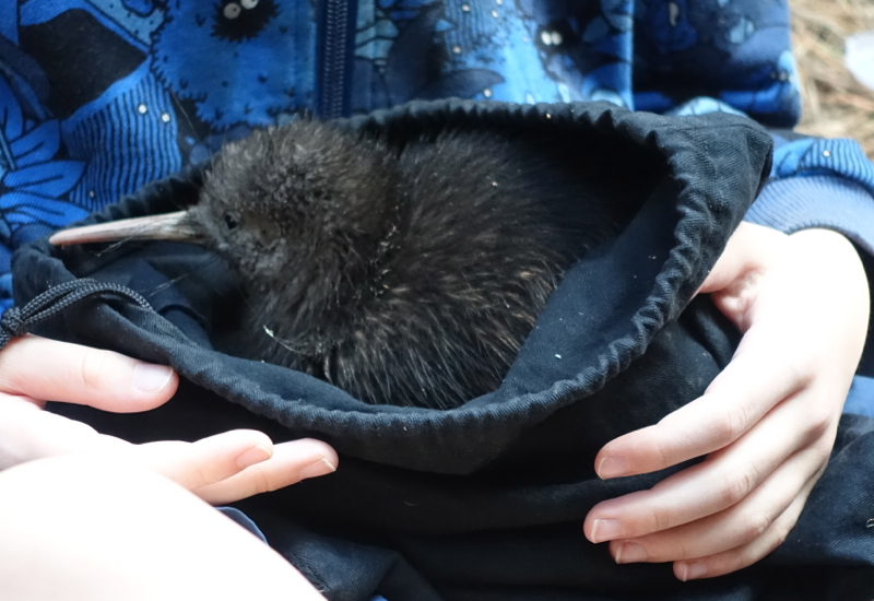 Close-Up of Suave, a Baby Kiwi, Cape Sanctuary