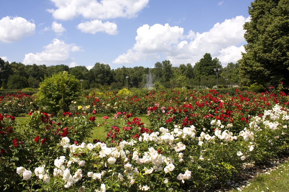 Rose Garden, Sokolniki Park, Moscow, Russia