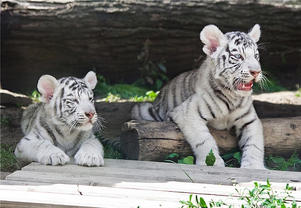 Bengali Tigers, Moscow Zoo, Russia