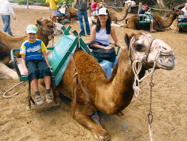 Camel Safari, Maspalomas, Gran Canaria, Grand Canary