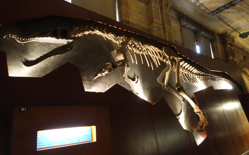 Baryonyx Fossil, London Natural History Museum Review