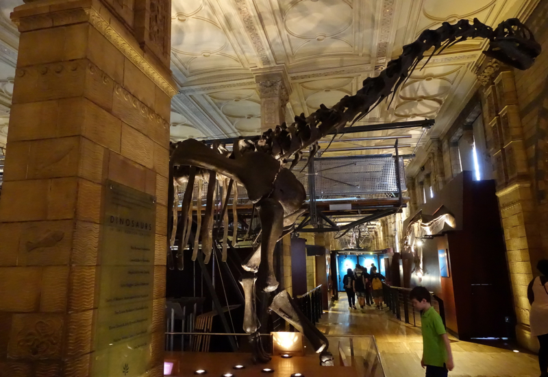 Dinosaur Fossils, Natural History Museum London Review