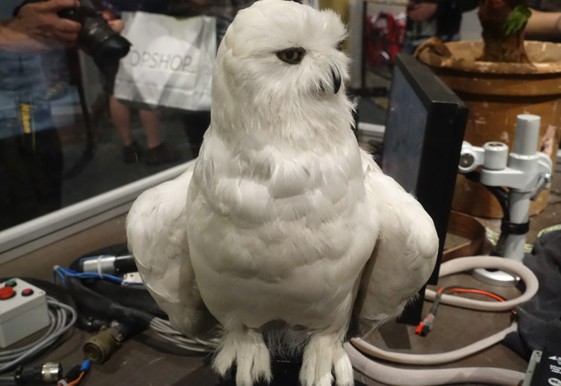 Hedwig