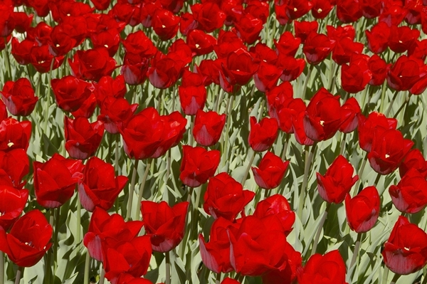 Tulips, Jardin Botanico, Madrid