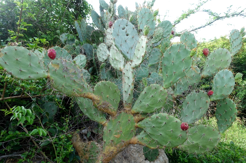 Cactus