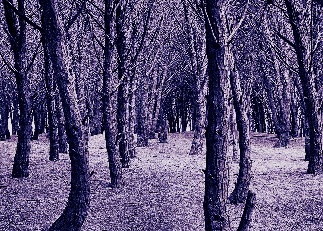 Trees in the Energetic Forest (Bosque Energetico)