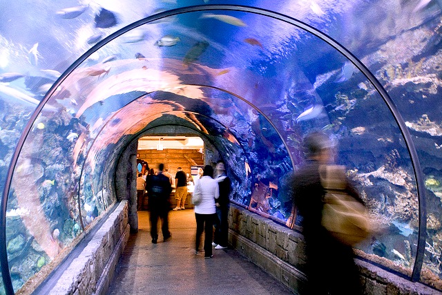 The Shark Reef at Mandalay Bay