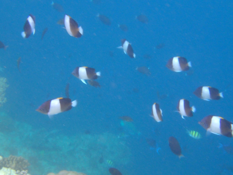 Snorkeling with an Octopus, Cheval Blanc Randheli, Maldives