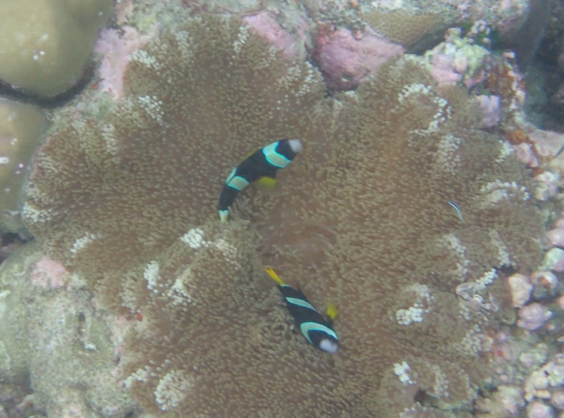 Clarke's Anemone Fish (Clownfish), Cheval Blanc Randheli Snorkeling