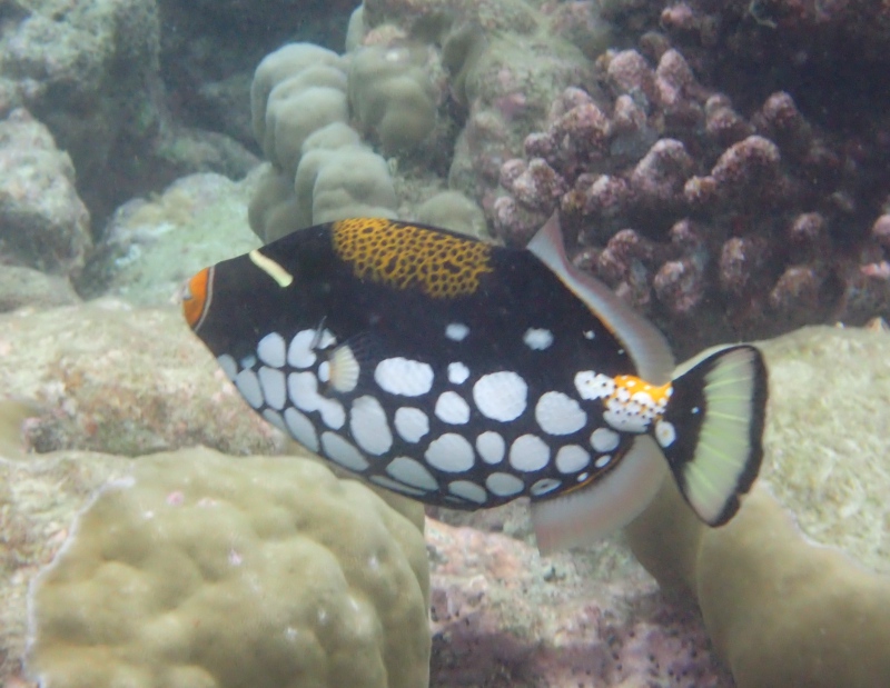 Clown Trigger Fish, Cheval Blanc Randheli, Maldives 