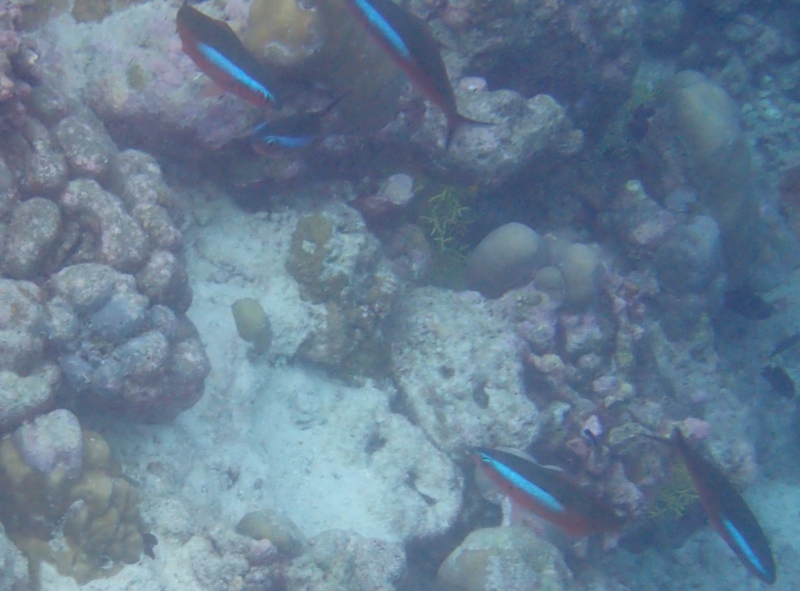 Neon Fusilier Fish, Snorkeling atCheval Blanc Randheli, Maldives