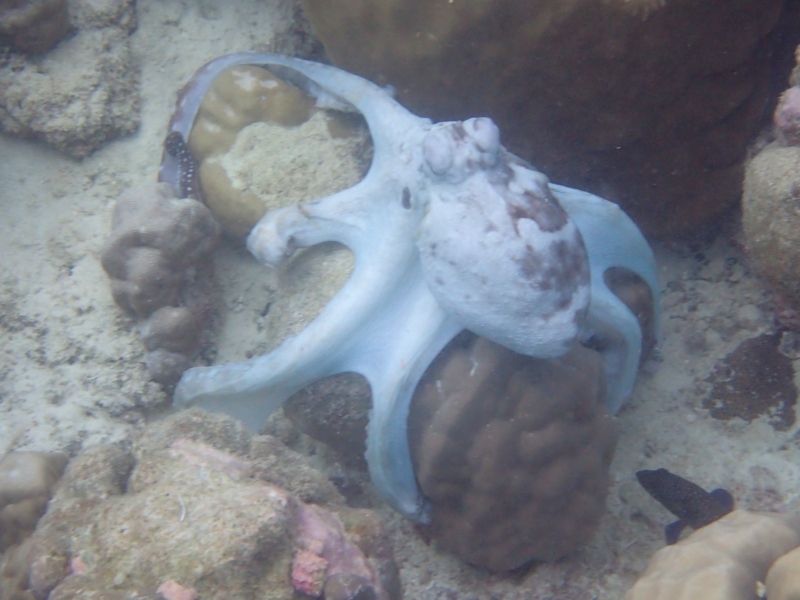Octopus, Snorkeling at Cheval Blanc Randheli, Maldives