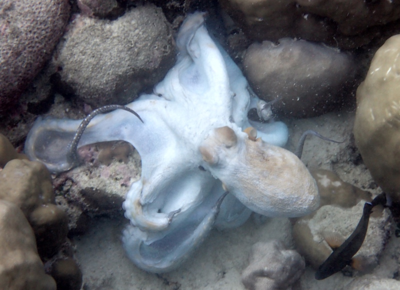 Snorkeling with an Octopus, Cheval Blanc Randheli, Maldives