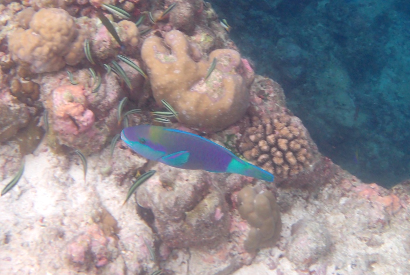 Parrot Fish, Snorkeling at Cheval Blanc Randheli, Maldives