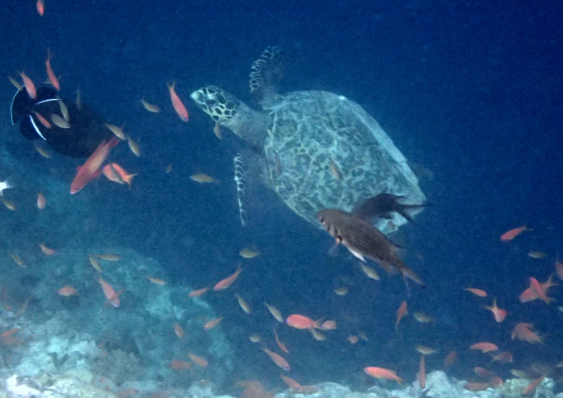 Turtle, Snorkeling at Cheval Blanc Randheli, Maldives