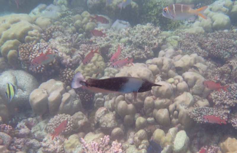 Snorkeling with an Octopus, Cheval Blanc Randheli, Maldives